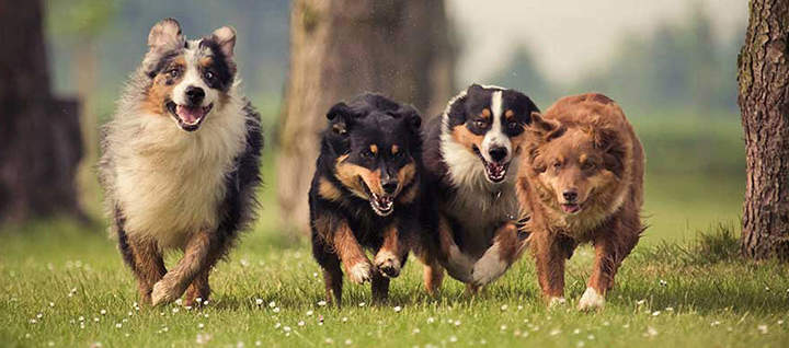 Four medium coated dogs running in grass.