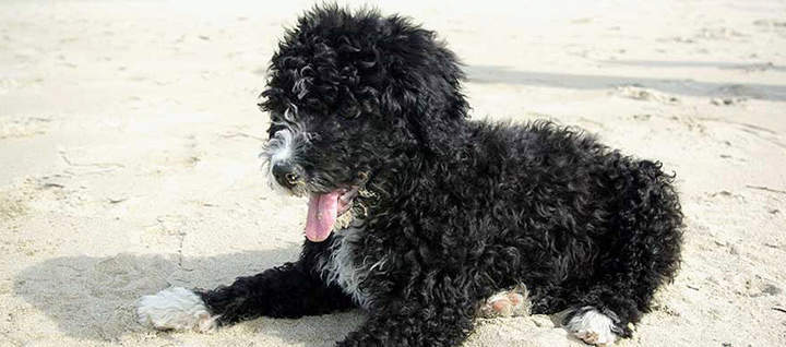 A wavy coated dog lying in sand.