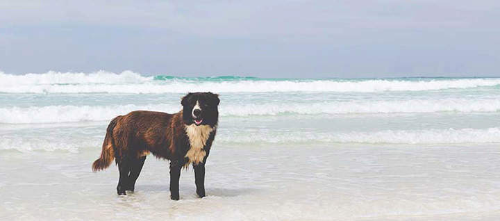 A dog wading in shallow water on the beach.