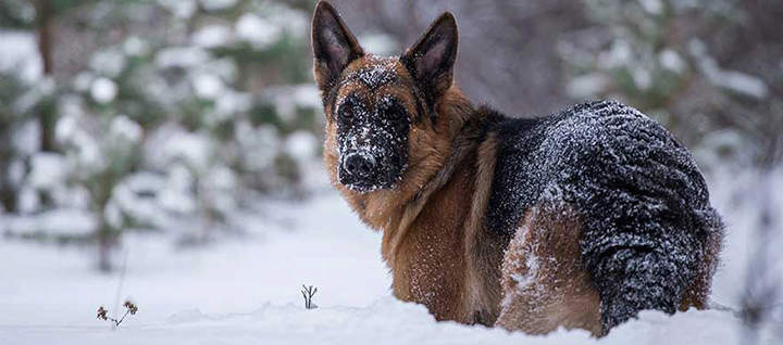 A German shepherd in tall snow.