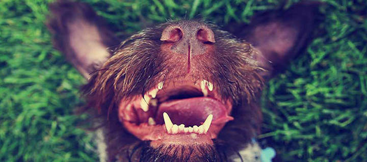 A dog lying in grass with its mouth open.