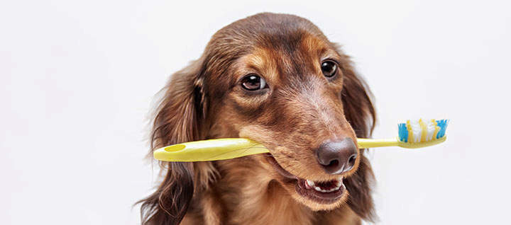 A dog holding a toothbrush in its mouth.