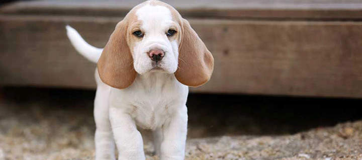 A white and brown dog with long ears.