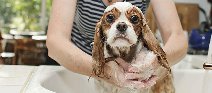 A dog being bathed in a sink.