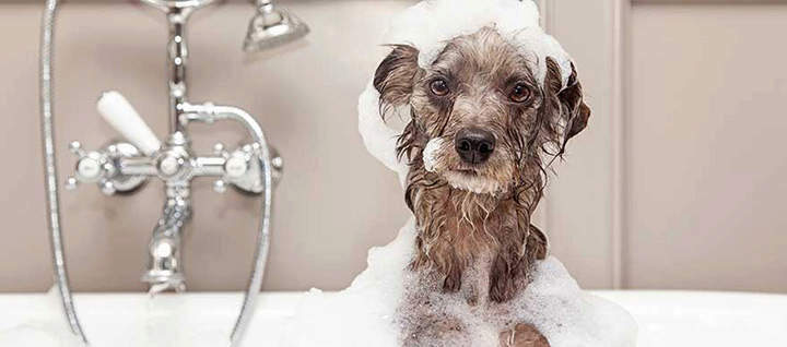 A dog in a bathtub, covered in soap.
