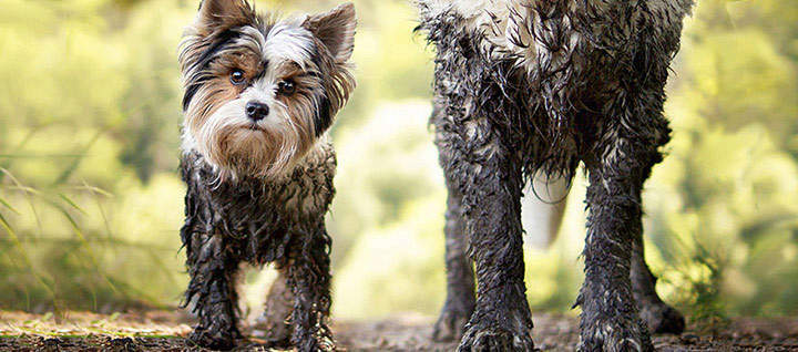 Two dogs walking on a path.