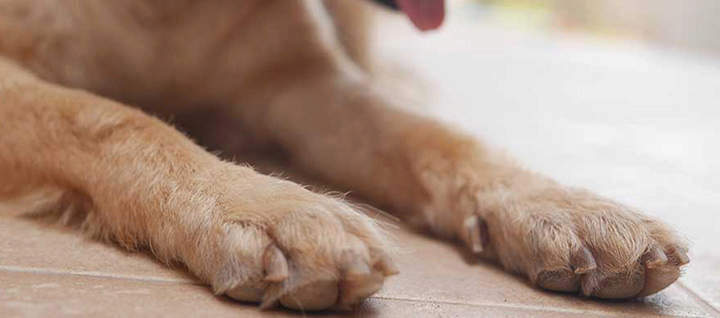 A close up photo of a dog's paws.