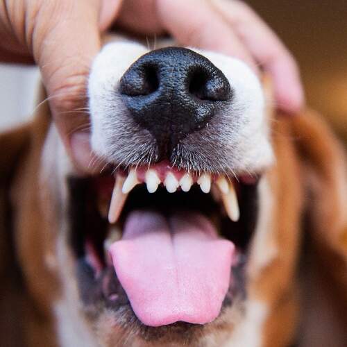 dog-showing-teeth