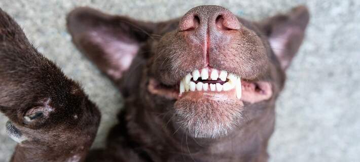 dog showing teeth