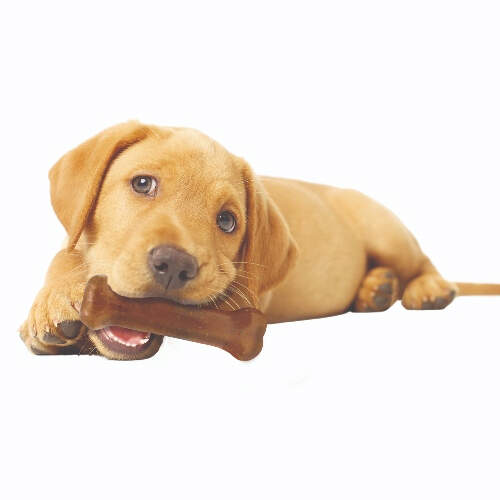 dog-with-nylabone-chew-toy