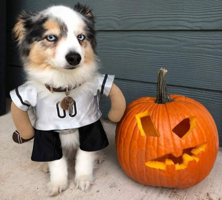 50 Best Dog Halloween Costume Ideas for 2023