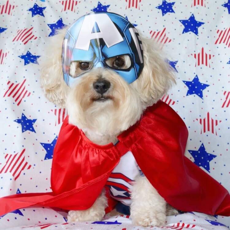 Dog superhero costumes hot sale