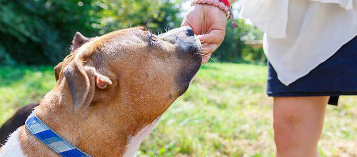 Person giving a dog a treat