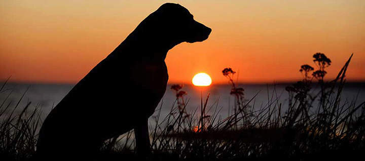 Silhouette of dog against a sunset