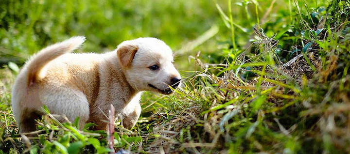 Puppy playing in grass