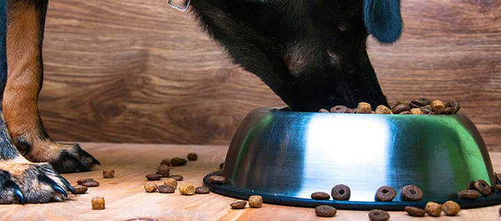 Picking the right deals dog food