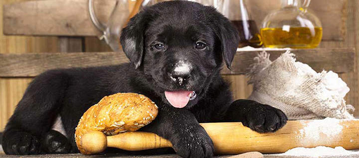 Dog with dough, roller, and bread