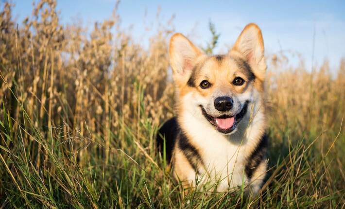 Corgi in field