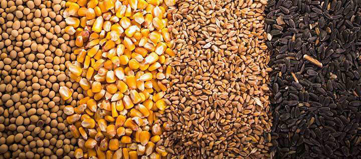 Four types of grain