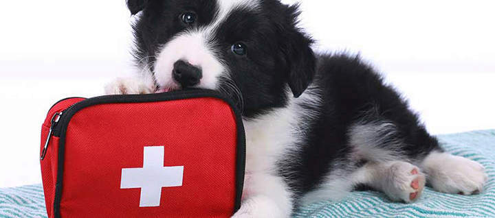Dog with first aid kit