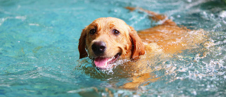 Dog swimming with life jacket