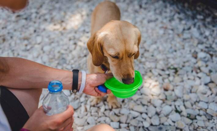 dog drinking water from bowl in woman's hand