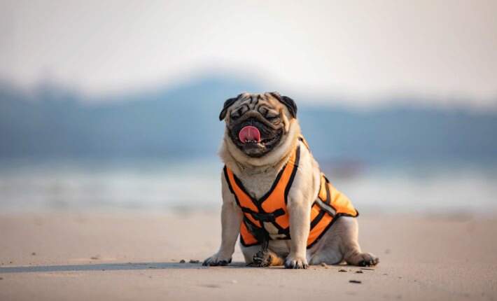pug in life vest sitting on sand