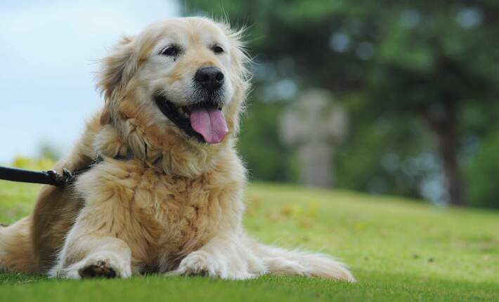 Golden Retriever in grass