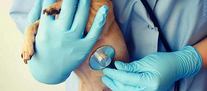 Vet checking dog with stethoscope