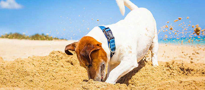 Dog digging in sand