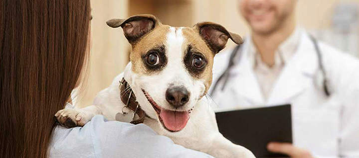 Person holding dog at vet