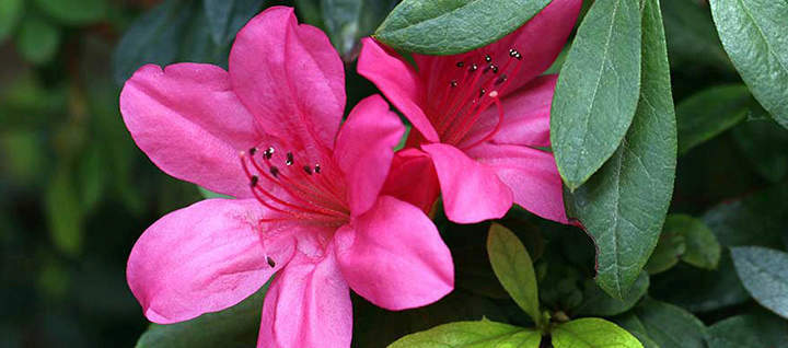 A pink flower