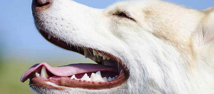 Close up profile shot of dog's mouth