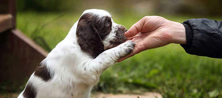 A puppy holding a person's hand