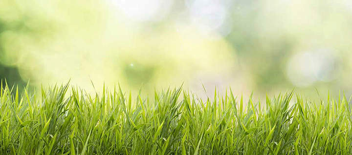 A close up of grass