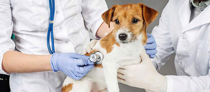 Dog being checked with stethoscope by two vets