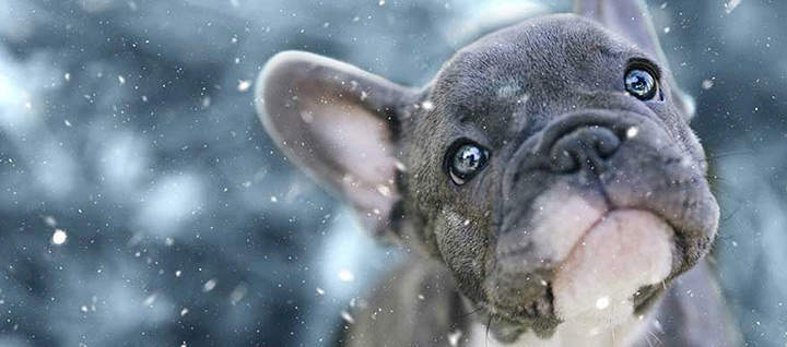 Young dog in snow