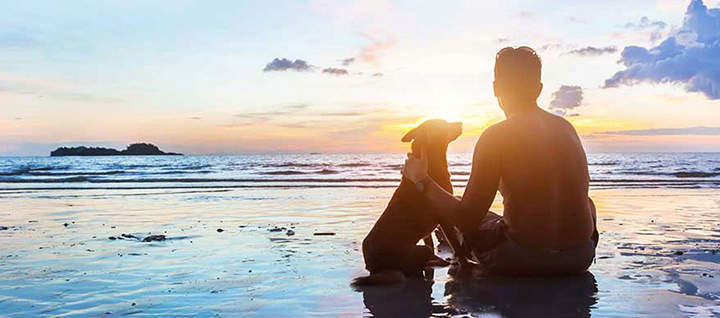 Dog and person sitting on a beach