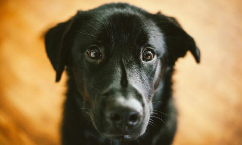black-dog