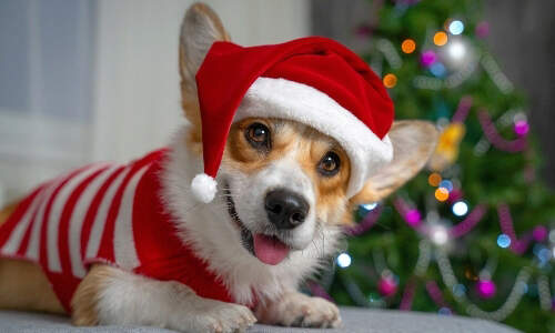 dog-christmas-hat