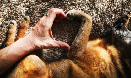 dog-hand-heart