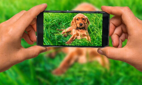 dog-selfie-phone