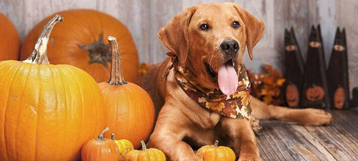 Fall Dog Weekend 10 Autumn Dog Activities Your Fur Kid Will Fall in Love With | Nylabone