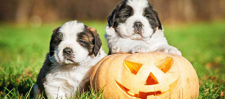 Two puppies lying on a pumpkin in a field of grass.
