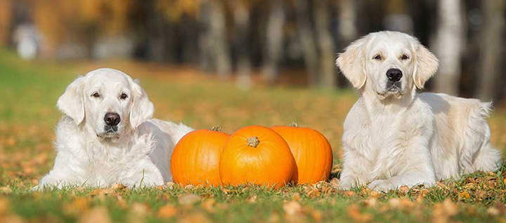 Two large white dogs sitting on grass, next to three pumpkins.