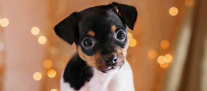 A young dog with blurred lights in the background