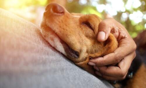 person-petting-dog
