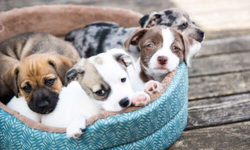 puppies-bed