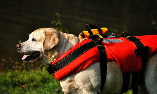 rescue-dog