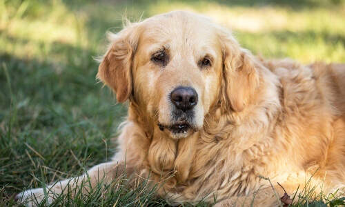 senior-dog-grass